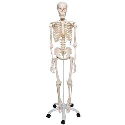 Model človeškega skeleta Stan