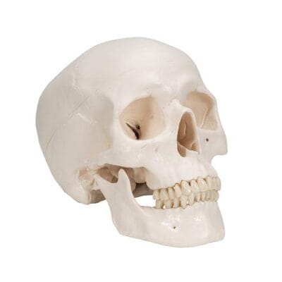 3B Scientific - Classic Human Skull Model, 3 part