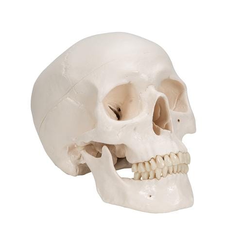 3B Scientific - Classic Human Skull Model, 3 part