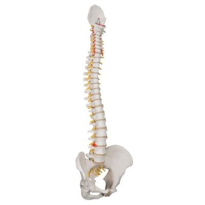 Classic Flexible Human Spine Model