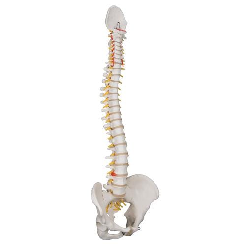 Classic Flexible Human Spine Model